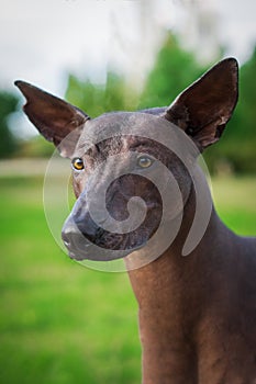 Vertical portrait of one dog of Xoloitzcuintli breed, mexican hairless dog of black color of standart size, standing outdoors on g photo