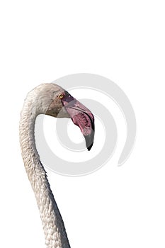 Vertical portrait of a pink flamingo on white backdrop