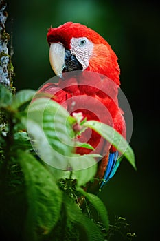 Vertical portrait of red Ara parrot, Scarlet Macaw, staring at camera against dark green background. Wild animal, Costa Rica,