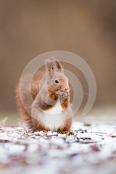 Vertical portrait of red squirrel in winter with copy space