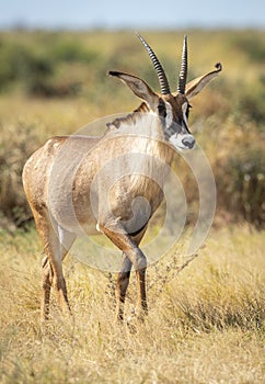 Vertical portrait of a roan antelope walking in grass in Savuti in Botswana