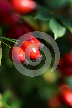 Vertical portrait of rose hep, rose haw or rose hip berries still hanging on a branch inbetween the leaves of the bush of the photo