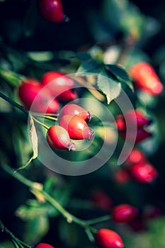 Vertical portrait of rose hip, rose haw or rose hep berries still hanging on a branch inbetween the leaves of the bush of the photo