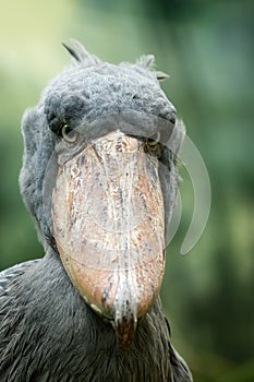 Vertical portrait of shoe-billed stork, African famous bird, standing in wetland against blurred green background. Detail of a