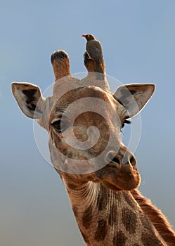 Vertical portrait of Southern Giraffe, Giraffa camelopardalis with Red-billed oxpecker, Buphagus erythrorhynchus, ticks eating
