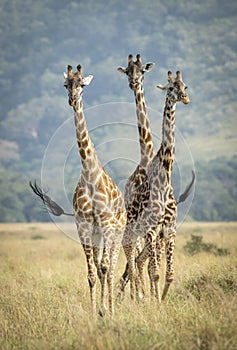 Vertical portrait of three giraffe walking towards camera in the afternoon in Masai Mara Kenya