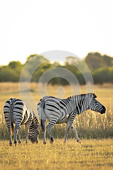 Vertical portrait of two adult zebra females grazing in golden yellow light in Moremi Okavango Delta