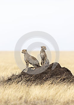 Vertical portrait of two cheetah sitting on a large termite mound in Serengeti in Tanzania