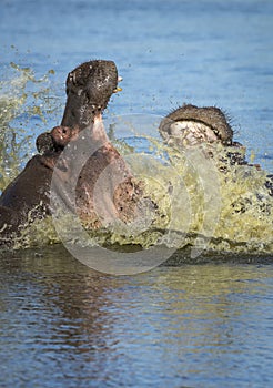 Vertical portrait of two hippos fighting in Kruger Park in South Africa