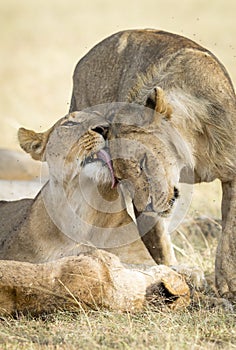 Vertical portrait of two lions showing affection in Masai Mara in Kenya