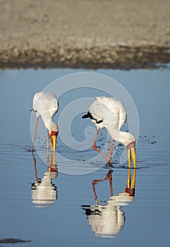 Vertical portrait of two yellow billed storks looking for food in Moremi in Okavango Delta in Botswana