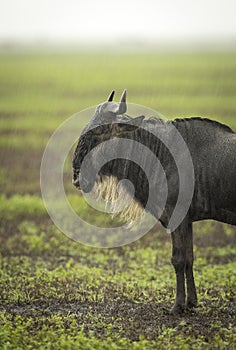 Vertical portrait of a wildebeest standing still in the rain in Ngorongoro Crater in Tanzania