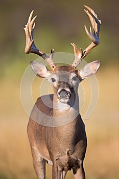 Vertical portrait of whitetail buck