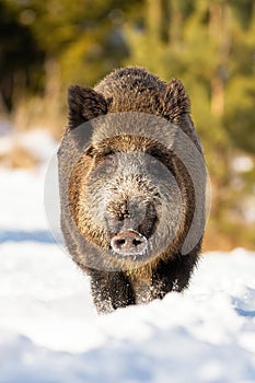 Vertical portrait of wild boar standing in snow on a sunny day in winter.