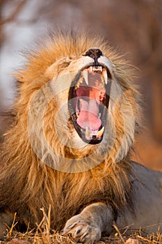 Vertical portrait of yawning male lion in Kruger Park South Africa