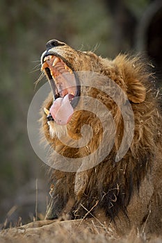 Vertical portrait of a yawning male lion showing teeth and tongue in Kruger Park South Africa