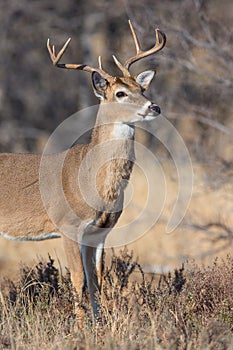 Vertical portrait of young buck