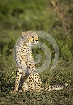 Vertical portrait of a young cheetah sitting upright in green bush in Ndutu in Tanzania