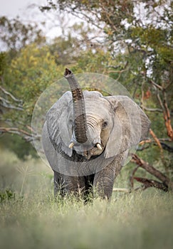 Vertical portrait of a young elephant with its raised trunk in Kruger Park in South Africa