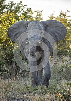 Vertical portrait of a young elephant with small tusks standing in the bush in Savuti Reserve in Botswana