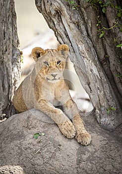 Vertical portrait of a young lion cub sitting on a termite mound under a dead tree in Masai Mara in Kenya