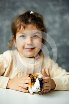 Vertical positive, playful girl holding, playing small multicolored guinea pig sit on white table. Present for holiday