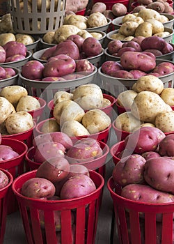 Vertical Potatoes for Sale