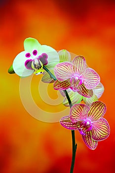 Vertical presentation of a small branch of golden pink and pale green phalaenopsis orchids on abstract background