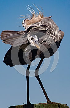 Vertical Profile of a Great Blue Heron