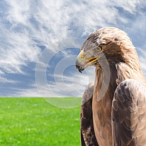 Vertical profile portrait of golden eagle over sky and grass