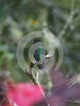 Vertical protrait of green-crowned brilliant sitting on a dry branch