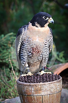Vertical protrait of a Peregrine Falcon on a perch