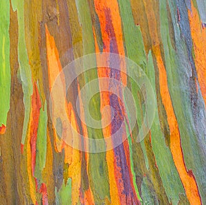 Vertical rainbow eucalyptus tree bark