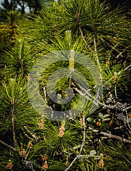 VERTICAL real nature background. Close-up bright green pine tree prickly branches, clusters of long needle shaped leaves