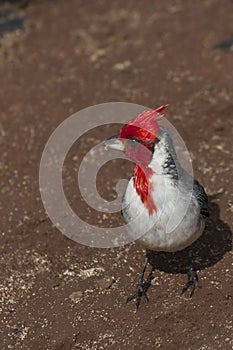 Vertical of a Red-crested Cardinal, Paroaria coronata, close up