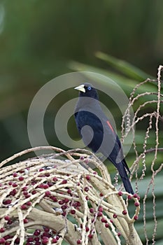 Vertical of Red Rumped Cacique, Cacicus haemorrhous, on fruiting photo