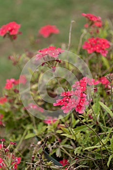 Vertical Red Verbena with foliage photo