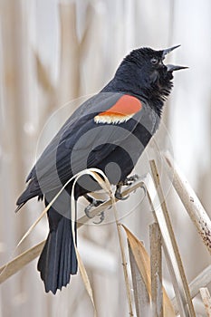 Vertical Red Winged Blackbird, Agelaius phoeniceus, displaying m