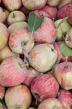 Vertical red and yellow apples and leaves