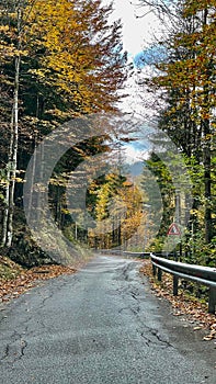 Vertical of a road with yellowing trees around with cloudy sky background