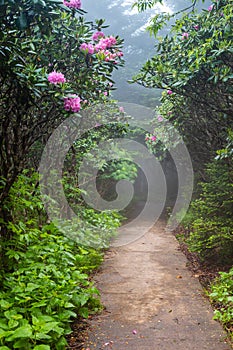 Vertical Roan Mountain Garden Trail North Carolina