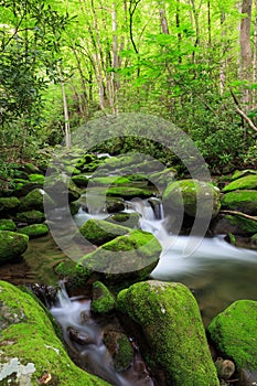 Vertical Roaring Fork Creek Smoky Mountains Tennessee