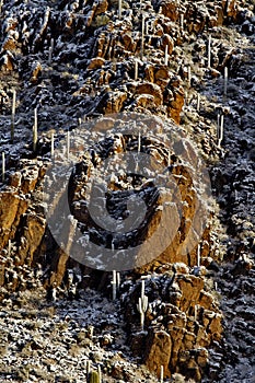 Vertical rock ridge, saguaros, and desert snow in Southern Arizona