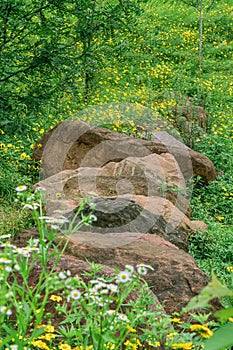 Vertical of rocks in a Lance-leaved coreopsis field