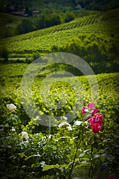 Vertical of Roses & Vineyards, Piedmont, Italy photo