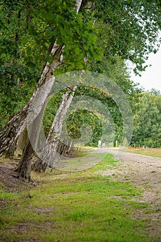 Vertical of a row of green trees growing along a road