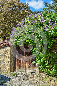 Vertical rural scene of a common lilac plant growing by an old wooden gate