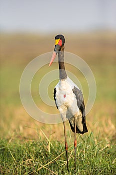 Vertical of saddle-billed stork