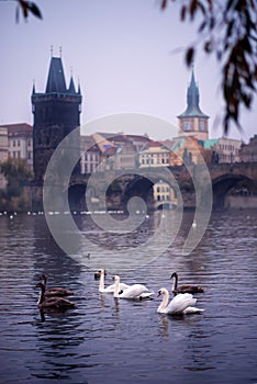 Vertical scenery view of Vltava River at twilight with swans swimming by riverbank, Charles Bridge across the river on background