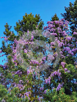 VERTICAL: Scenic shot of spruce tree canopy filled with gorgeous purple blossoms